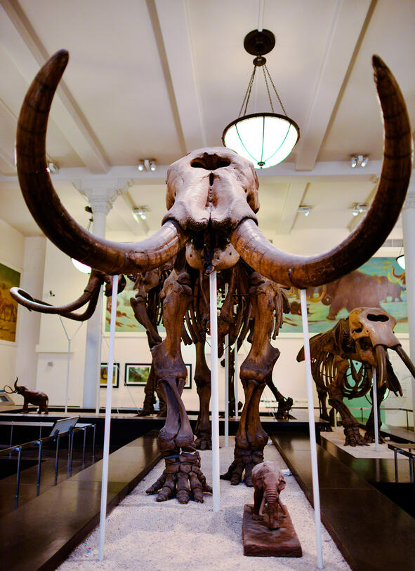 View of Warren mastodon’s tusks in the Hall of Advanced Mammals.