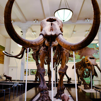 View of Warren mastodon’s tusks in the Hall of Advanced Mammals.