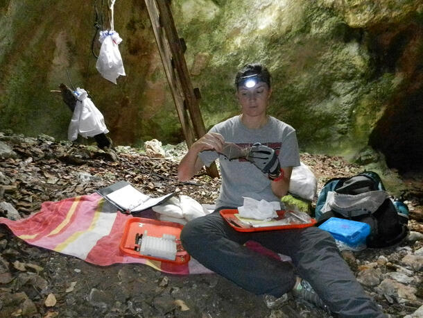 Kelly Speer, seated in a cave, examines a bat.