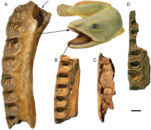 Fossil teeth specimen of Maliamia gigas.