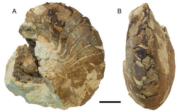 Fossil teeth specimen of Maliamia gigas.