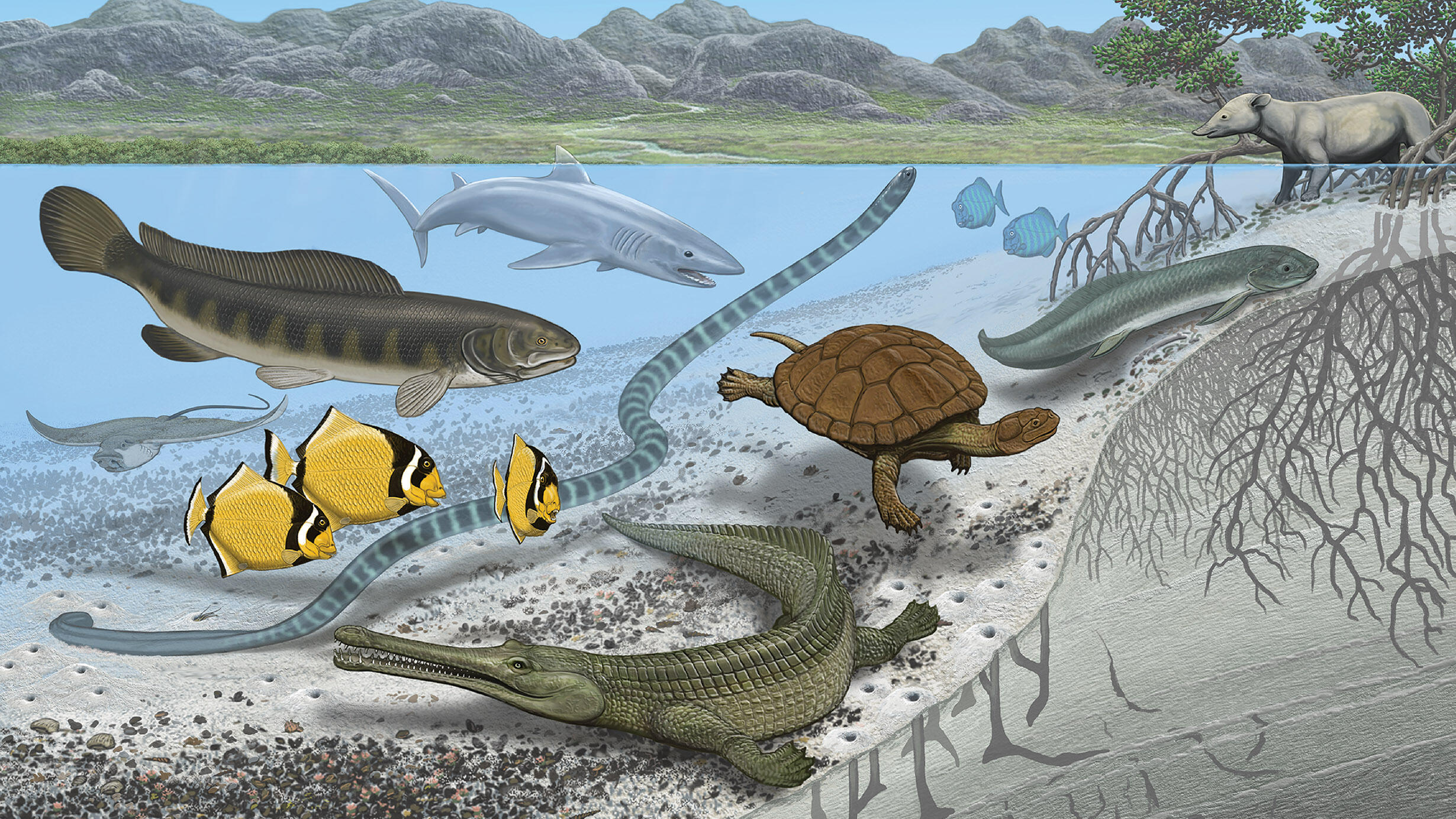 An illustrated reconstruction of the Trans-Saharan Seaway waters and the species that lived there curing the Late Cretaceous–early Paleogene. 