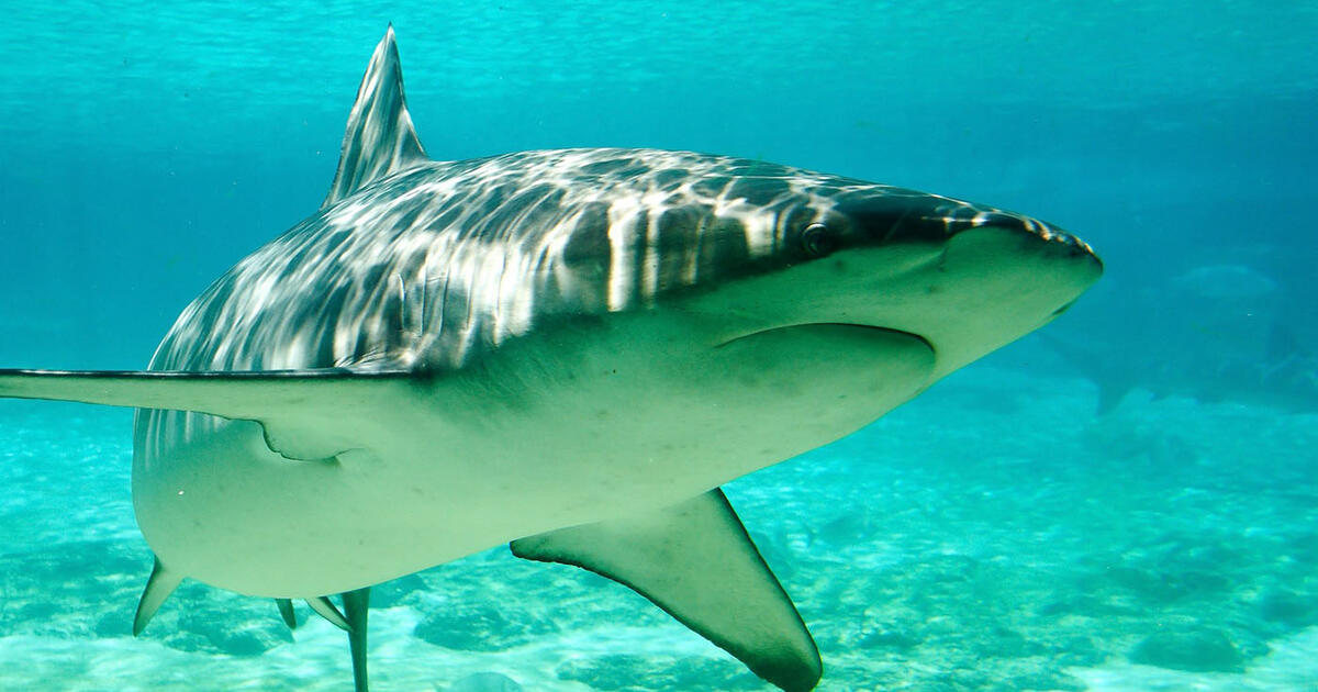 Sharks and Rays: 6 Myths About Elasmobranchs | AMNH