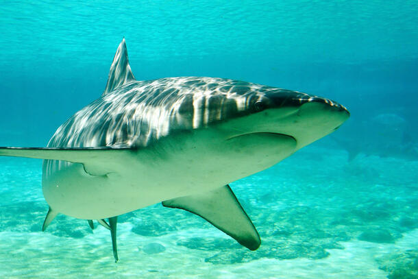 Dusky Shark swims in shallow water.