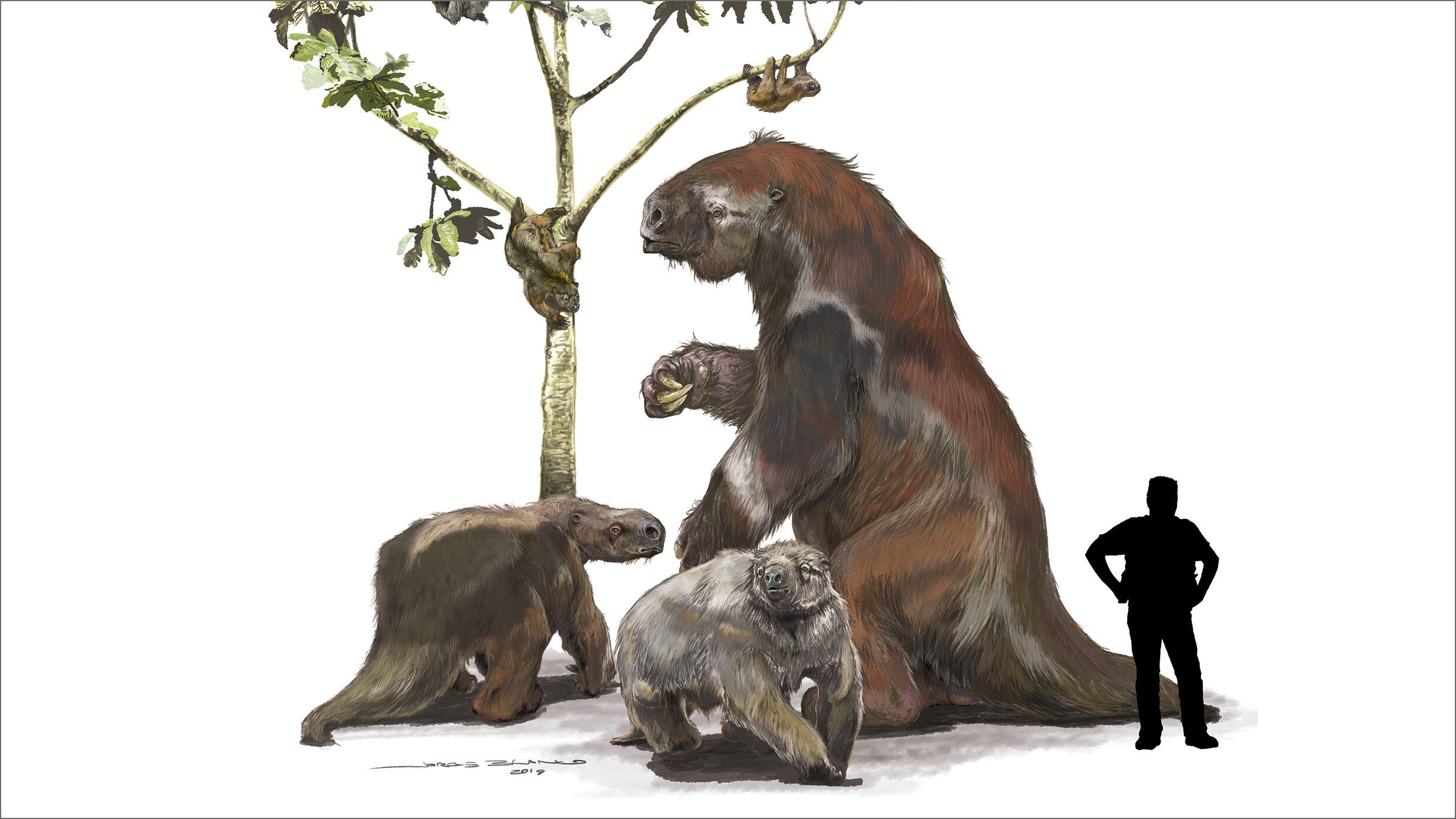 Illustration depicting extinct and extant sloth species, with human figure for scale. 