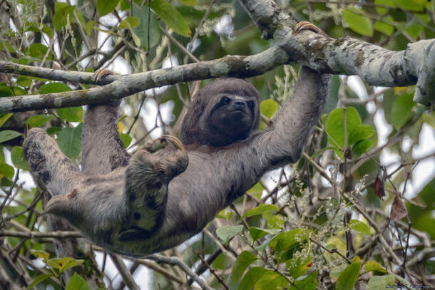 Brown-throated three-toed sloth swings on a tree branch.