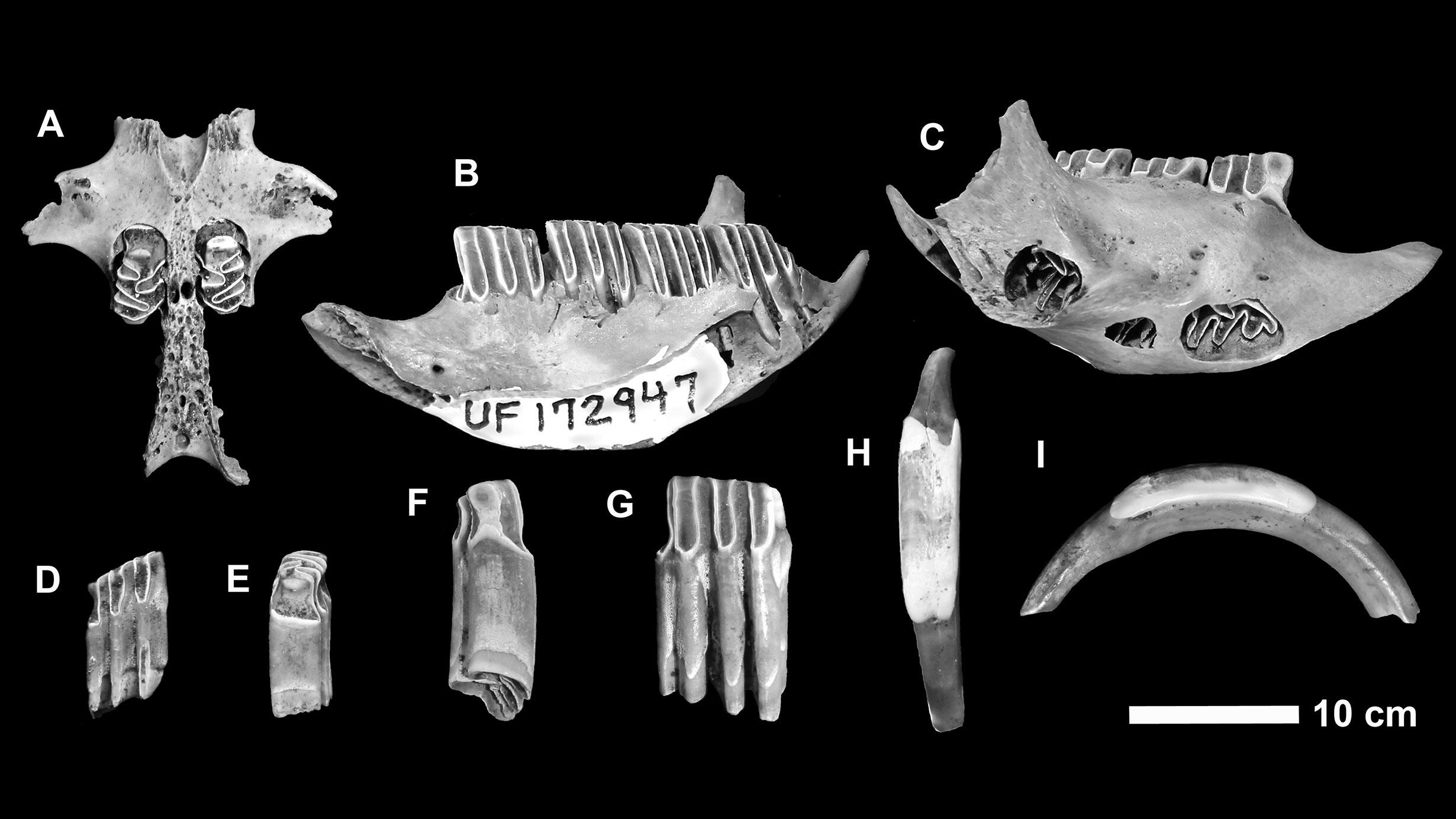 Fossilized bones of extinct mammals unique to the Cayman Islands.