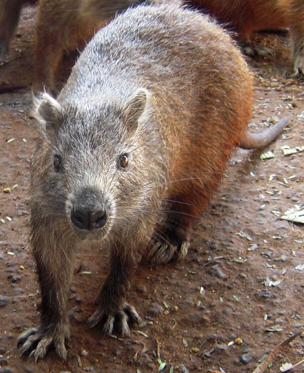 Capromys pilorides, a large rodent found in Cuba.