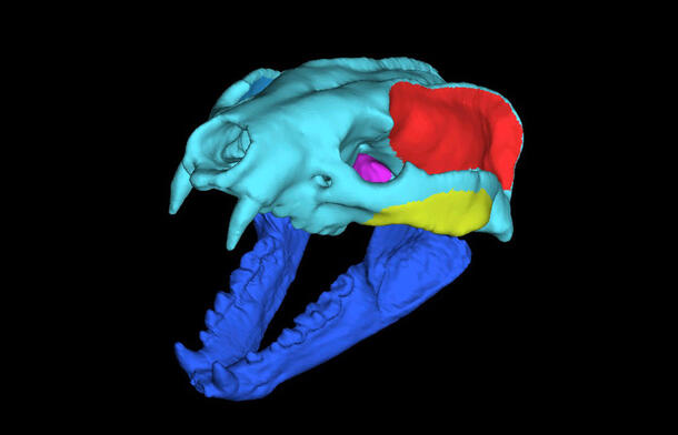 Digital model of the skull of Leptarctus primus. 