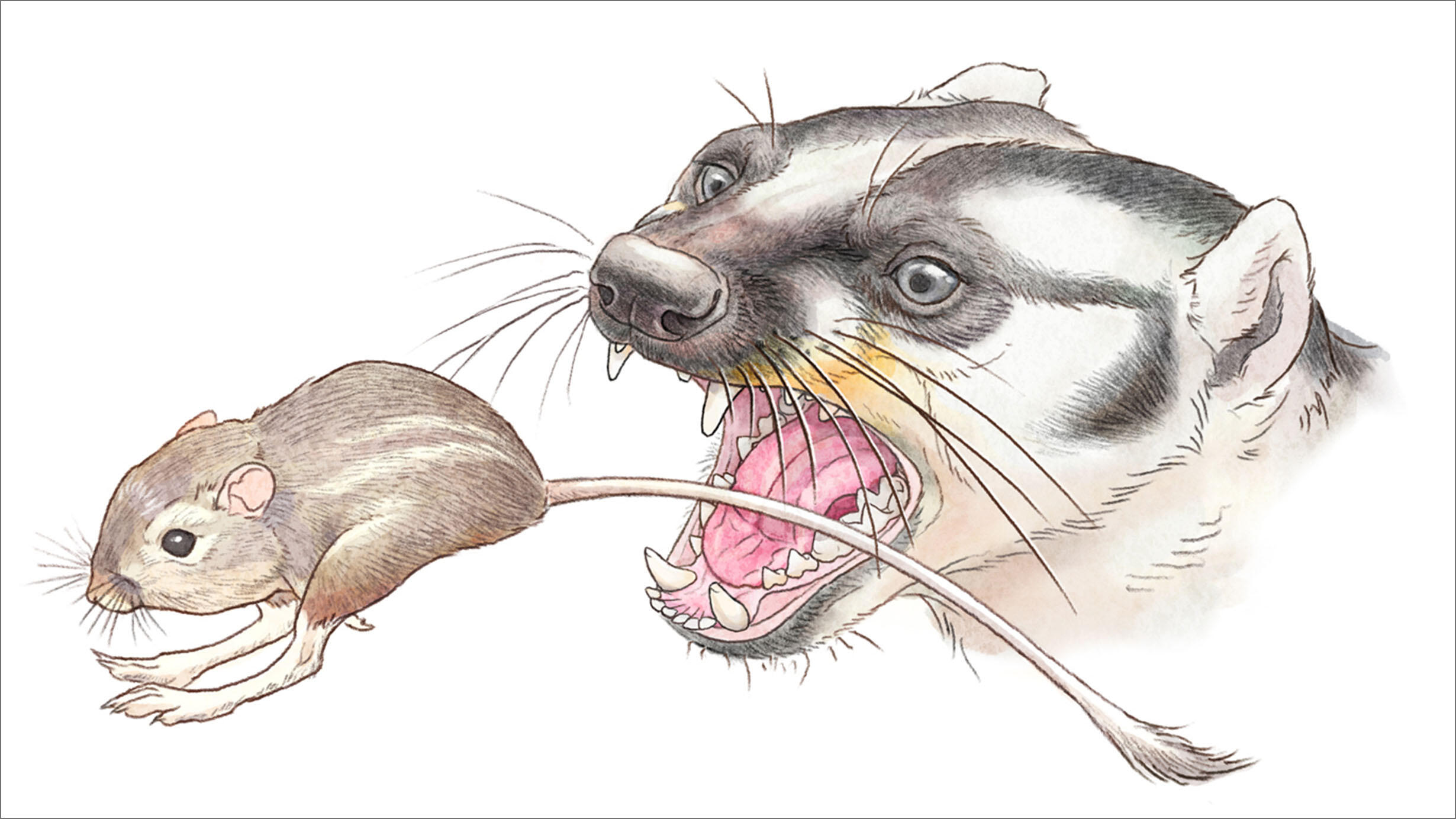 Illustration of Leptarctus primus preying on Cupidinimus. 