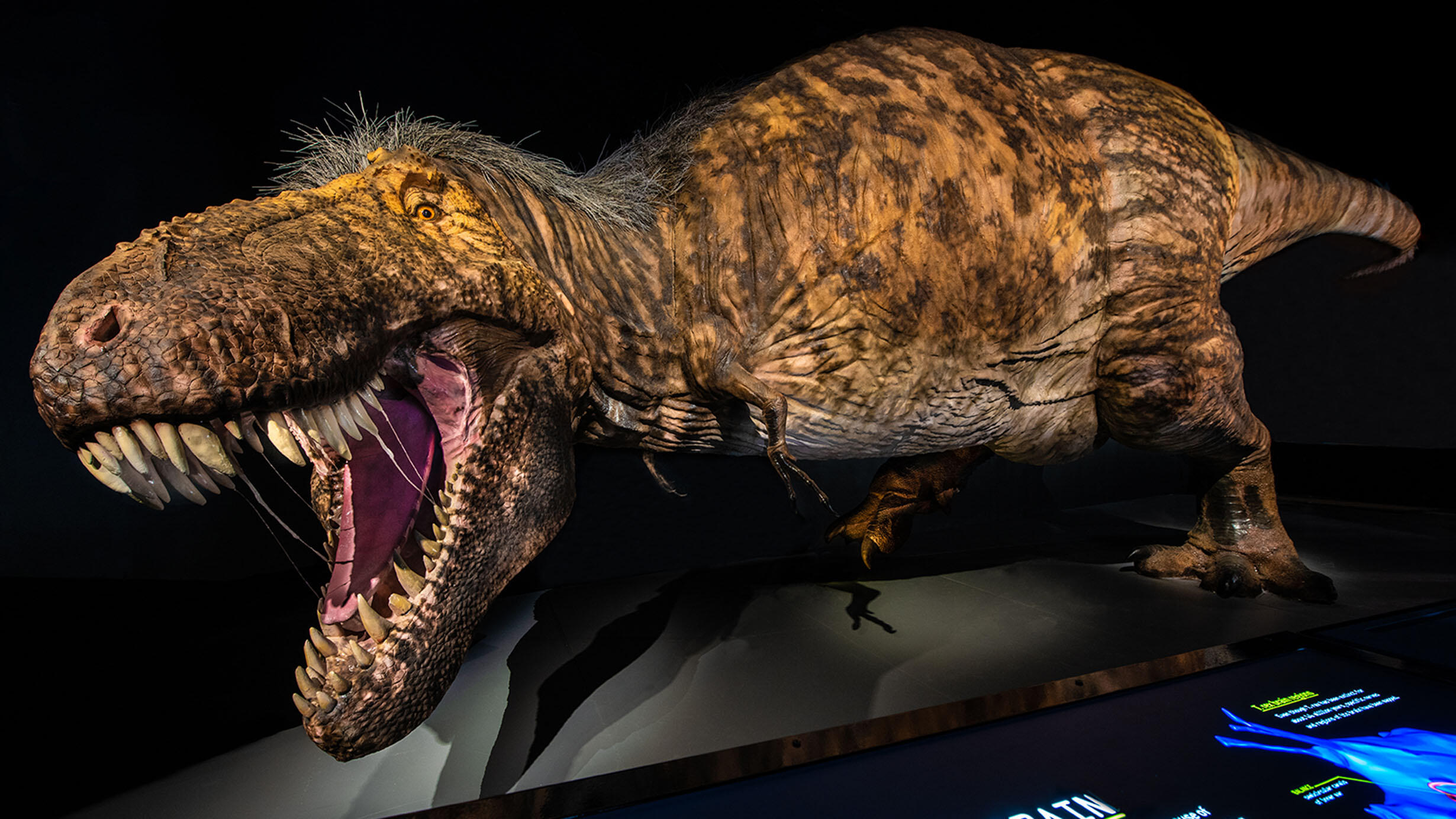 A model depicting an adult Tyrannosaurus rex with skin, musculature, and feathers in the exhibition T. rex: The Ultimate Predator.