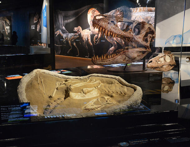 Model of a T. rex hatchling with feathers. 