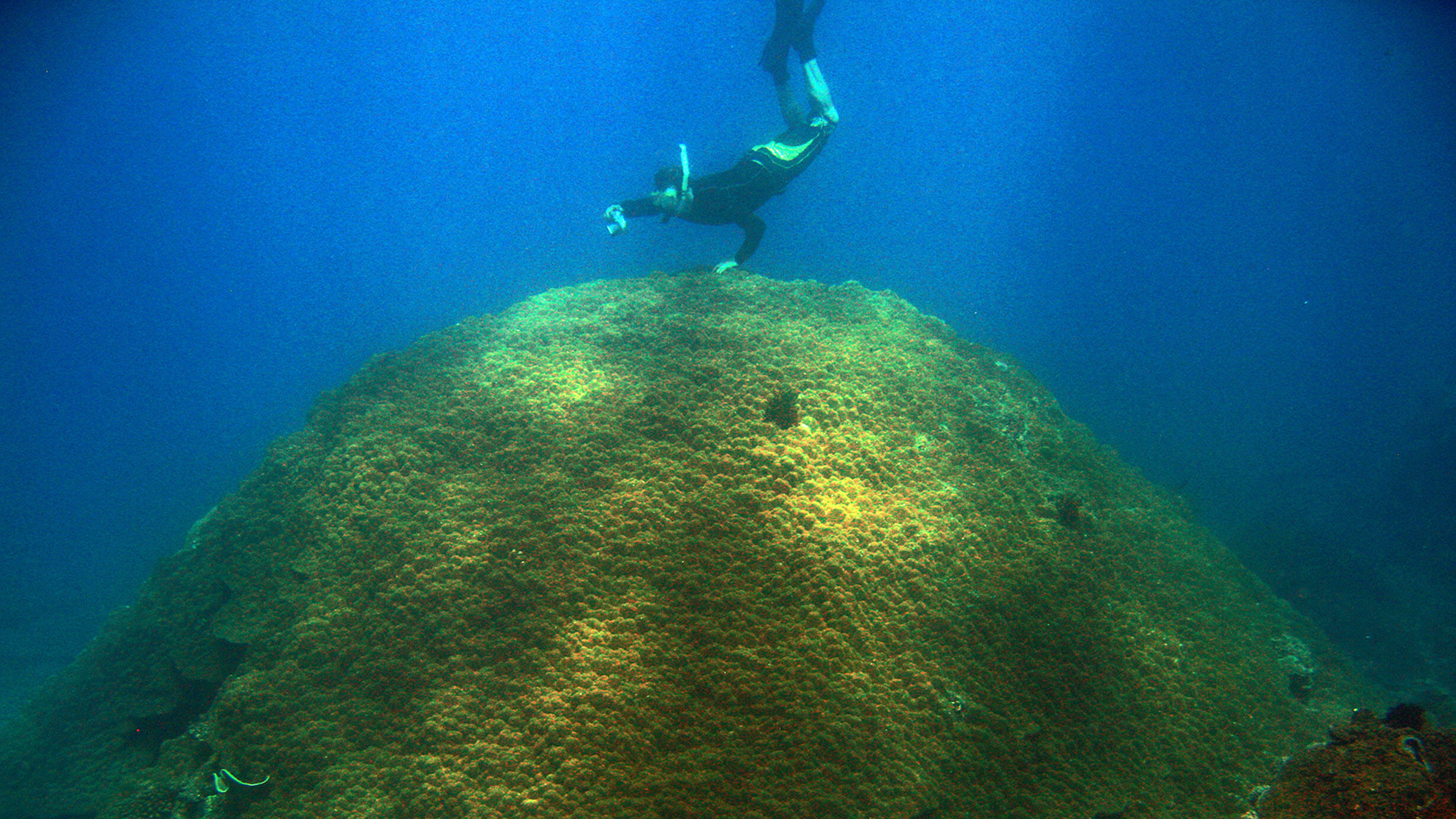 A diver touches the surface of a very large, dome-shaped coral underwater.