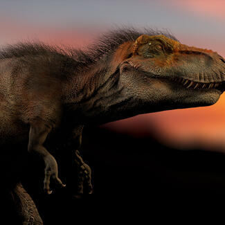 Digital animation of adult Tyrannosaurus rex. 