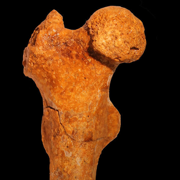 Fossil specimen of primate femur.