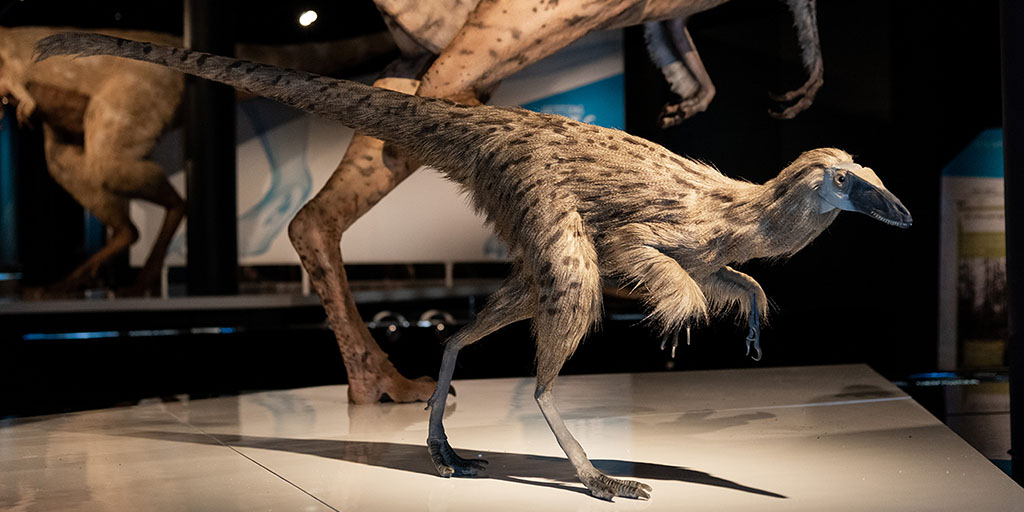 amnh t rex