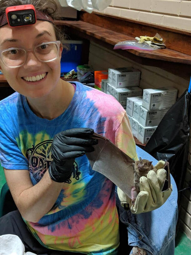 Kelly Speer holding a bat on which she is studying bat flies.