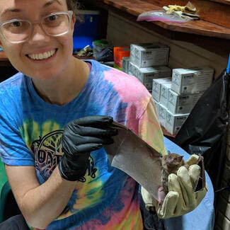 Kelly Speer holding a bat on which she is studying bat flies.