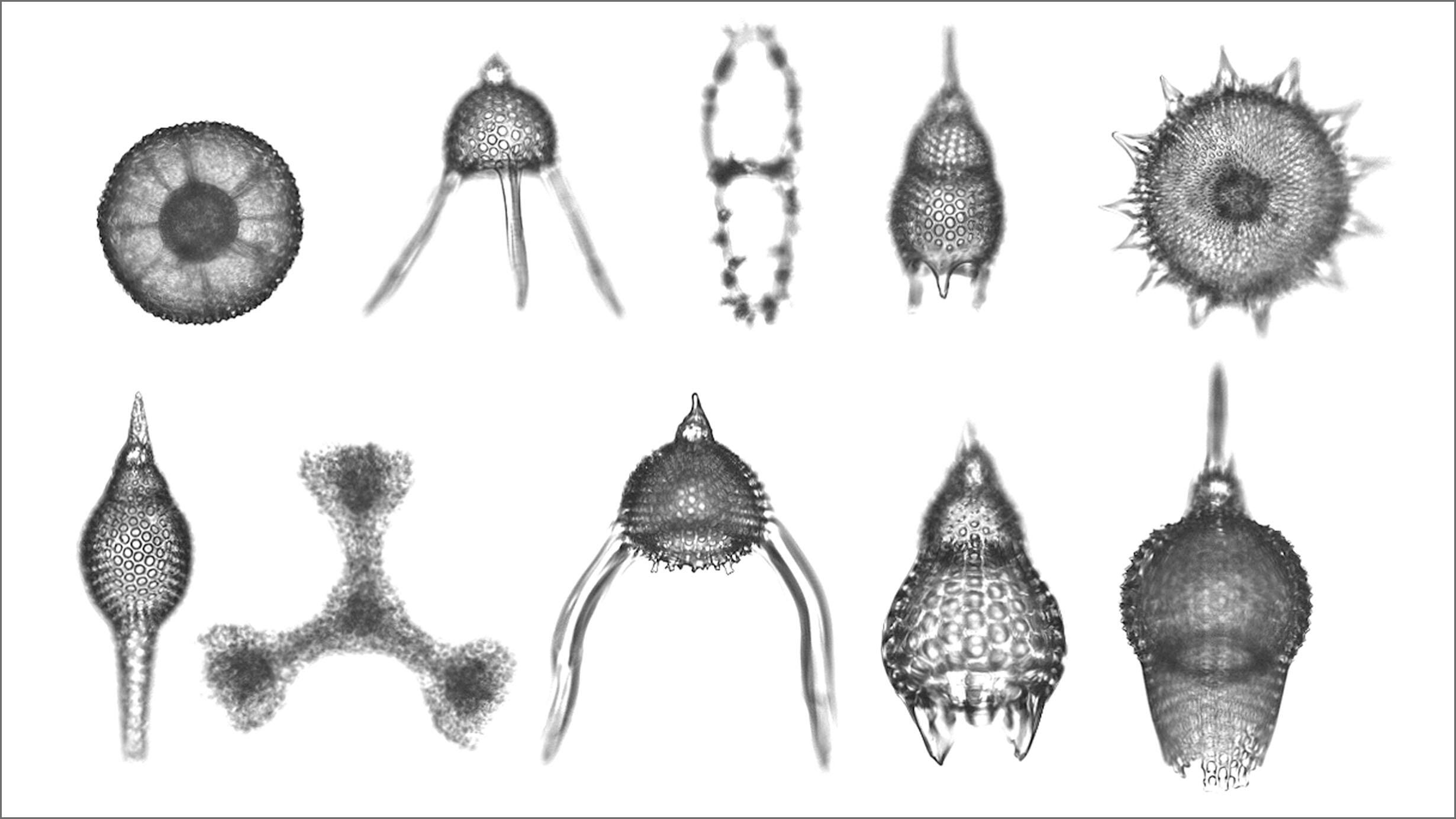 A photomicrograph showing 10 species of radiolaria. 