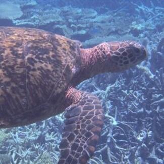 Turtle swimming underwater.