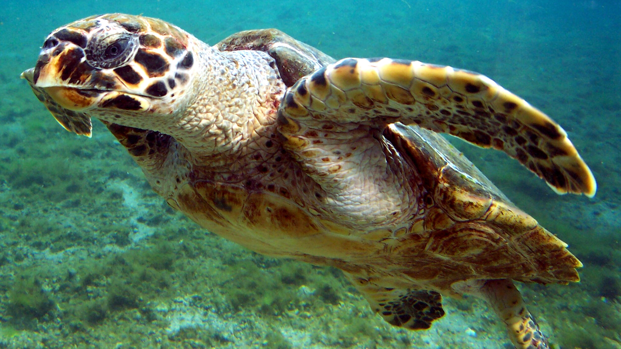 Hawksbill sea turtle swimming.