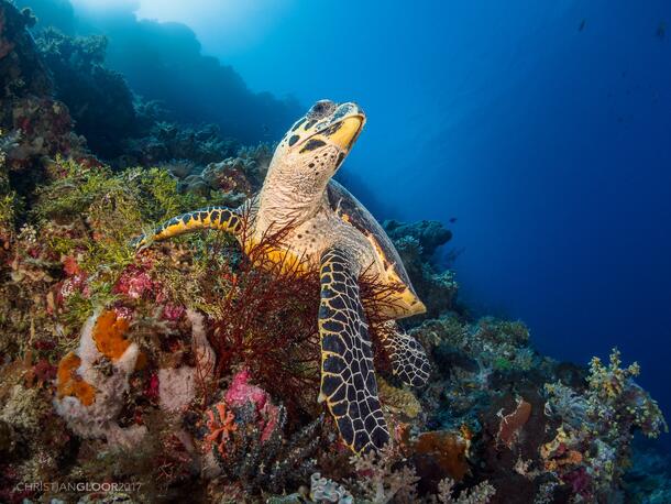 Hawksbill sea turtle swimming.