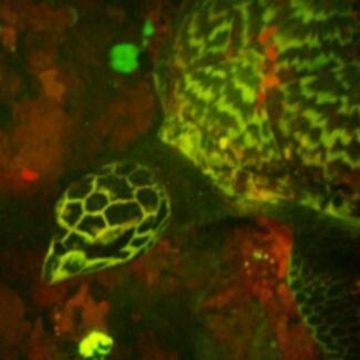 Hawksbill turtle swimming underwater. 