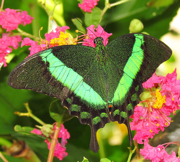 Emerald swallowtail (Papilio palinurus) rests on a flowering plant.