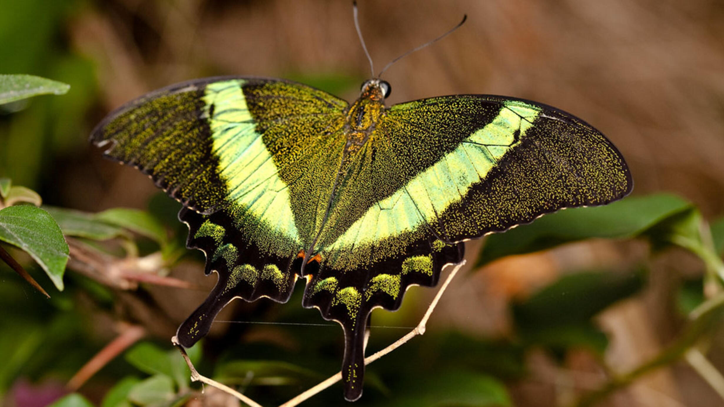 Swallowtail butterfly with wings spread rests on a leafy branch.