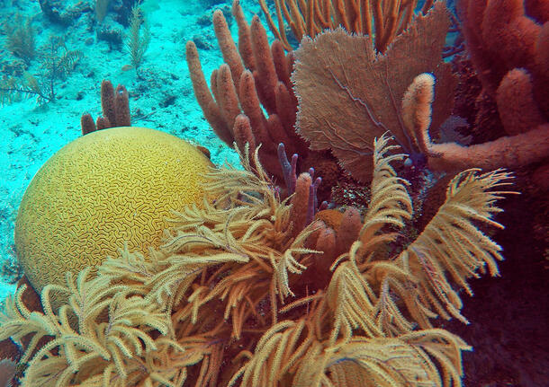 Spherical and fan-like corals next to one another.