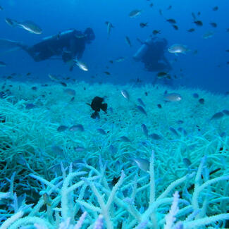 A school of small fish swims around two scuba divers hovering close to a bleached coral reef.