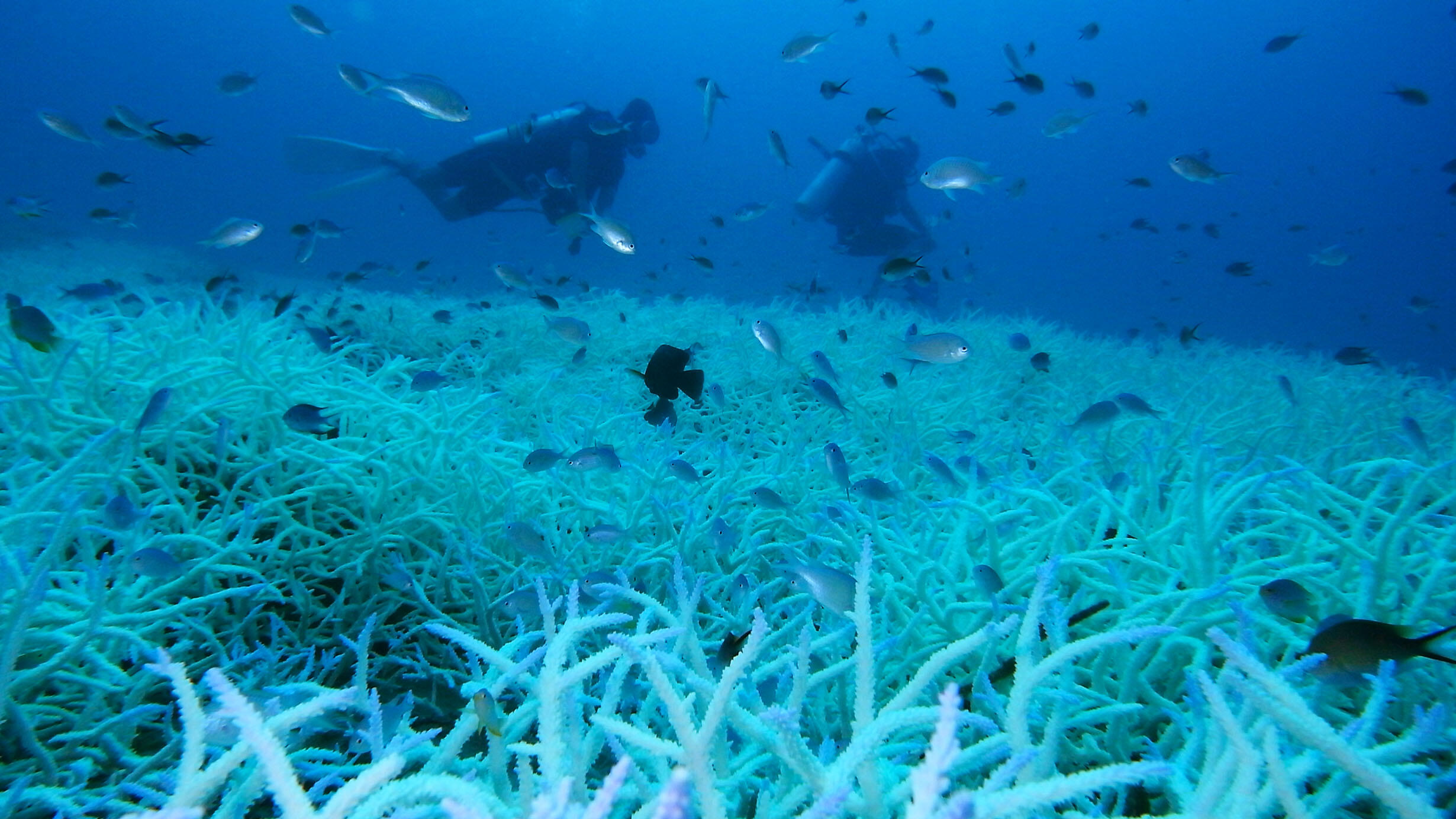 A school of small fish swims around two scuba divers hovering close to a bleached coral reef.