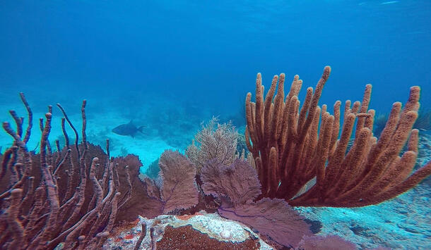 A fish swims among sea fans and other corals.