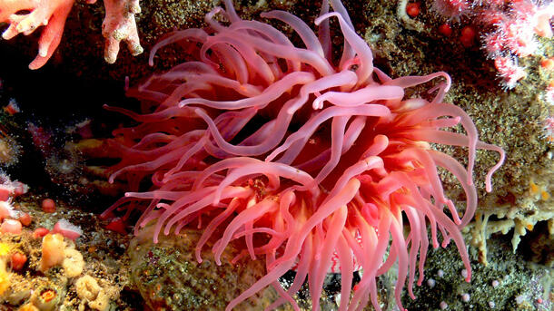 Brightly colored sea anemone amongst corals.