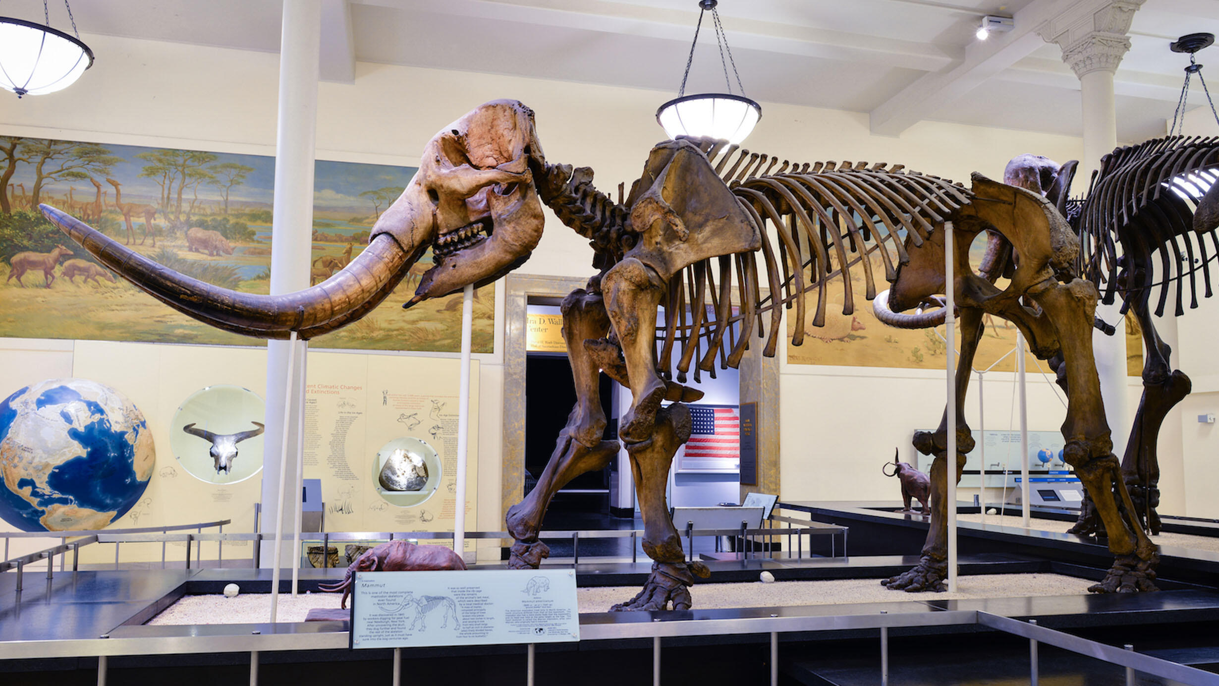 Fossil mount of the Warren Mastodon on display in the fourth floor dinosaur halls at the American Museum of Natural History.