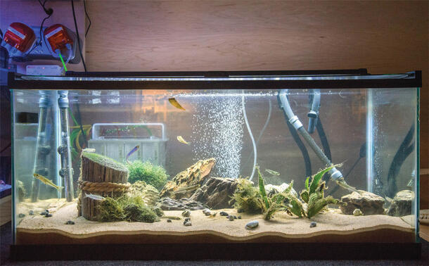 A tank containing marine organisms from New York’s East River.