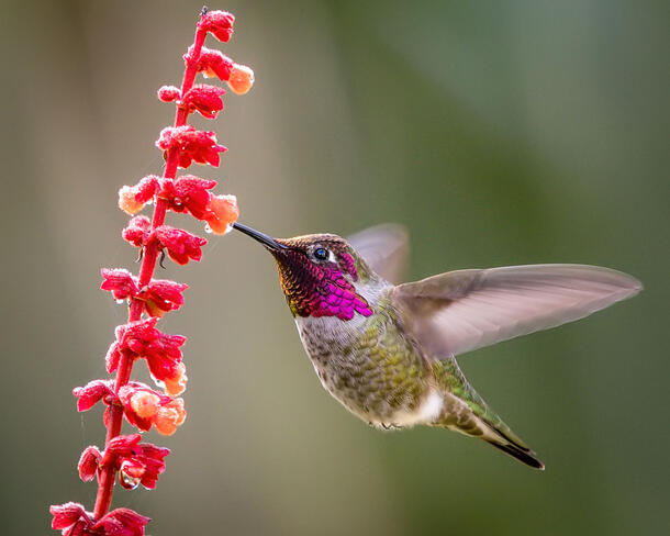 A male Anna’s Hummingbird sucking nectar from a red flower.