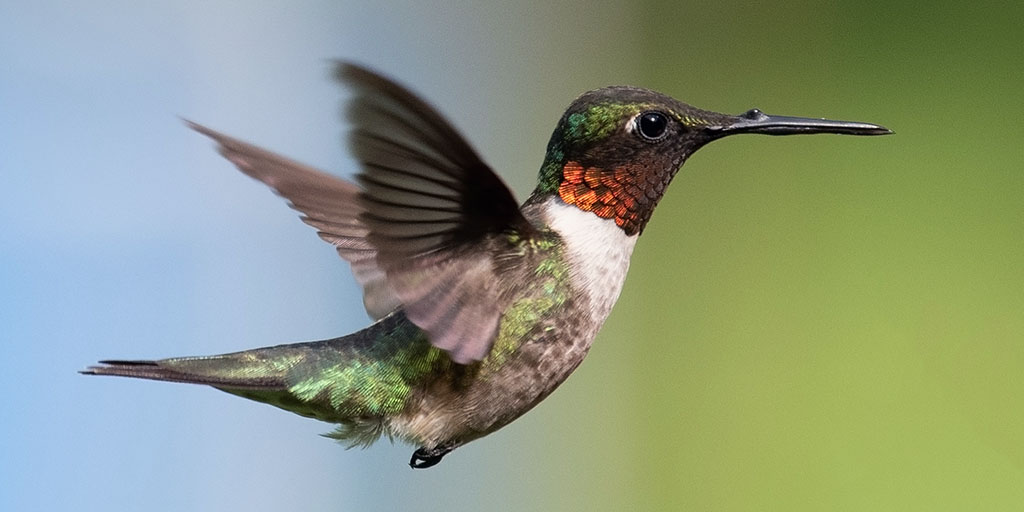 The Colorful Ruby Throated Hummingbird Amnh