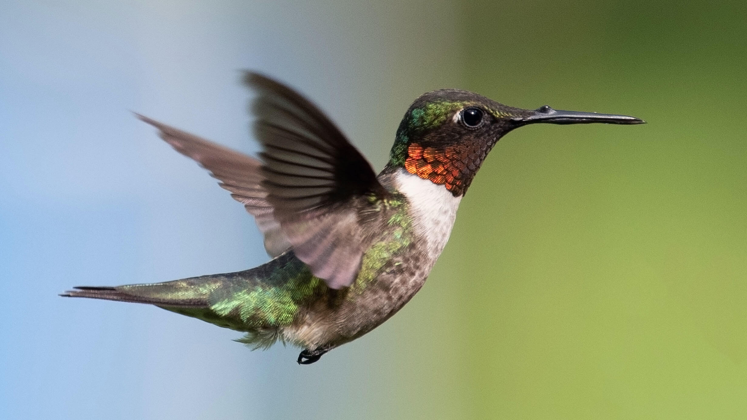 A male Ruby-throated hummingbird flying.