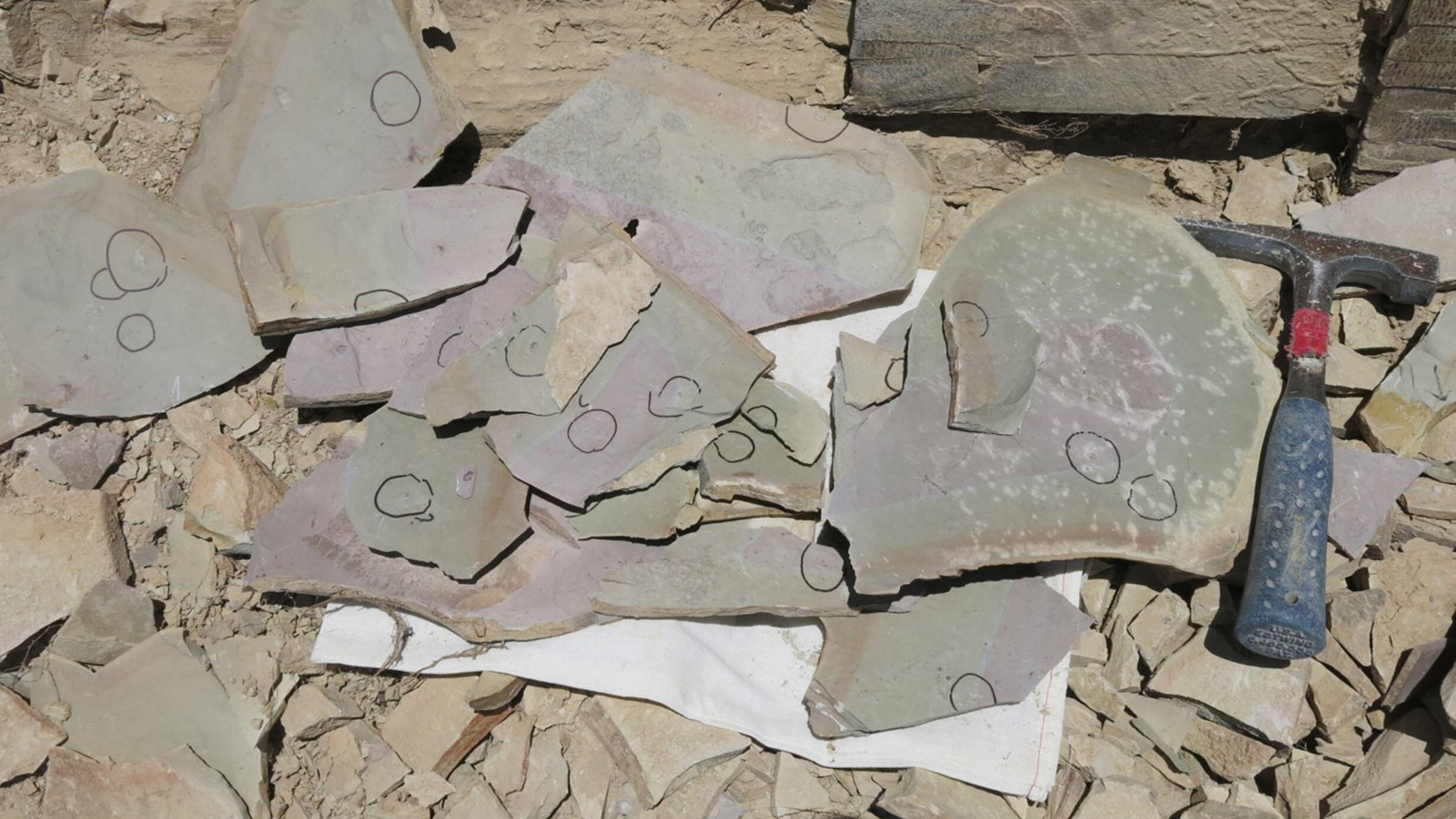 Slabs of flat rock containing Elrathia kingii fossils lie next to a pickaxe.