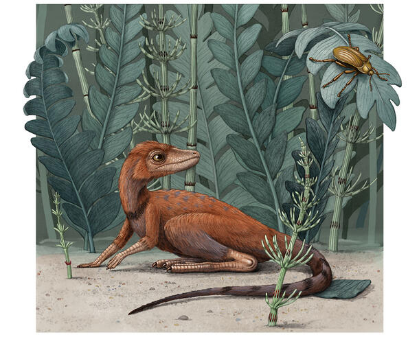 Life restoration of Kongonaphon kely, a newly described reptile near the ancestry of dinosaurs and pterosaurs, in what would have been its natural environment in the Triassic (~237 million years ago). © Alex Boersma