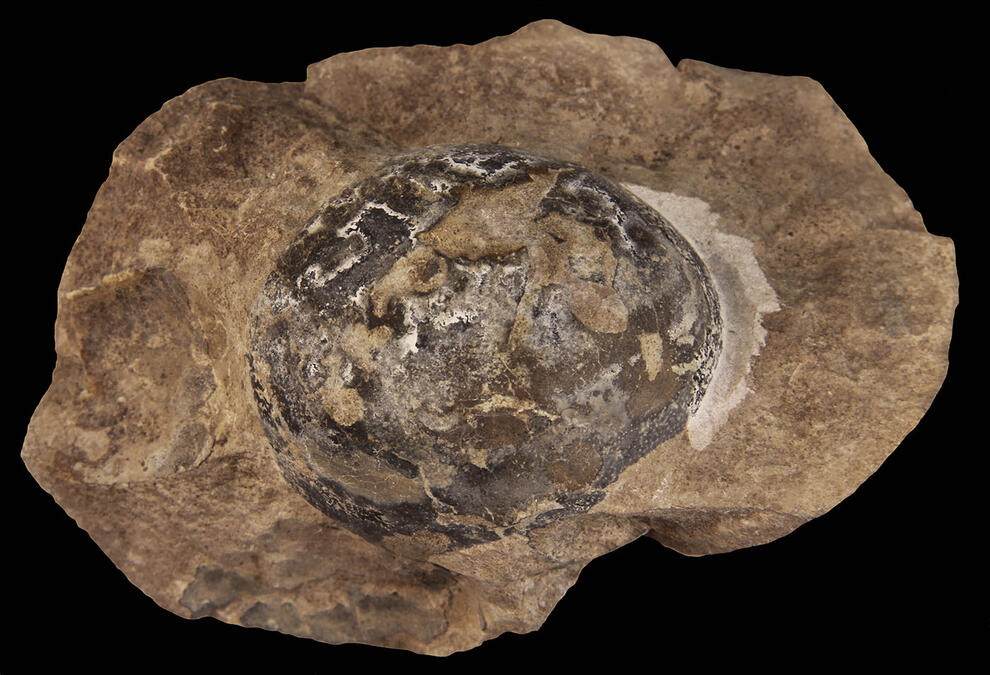 Single mussaurus egg.