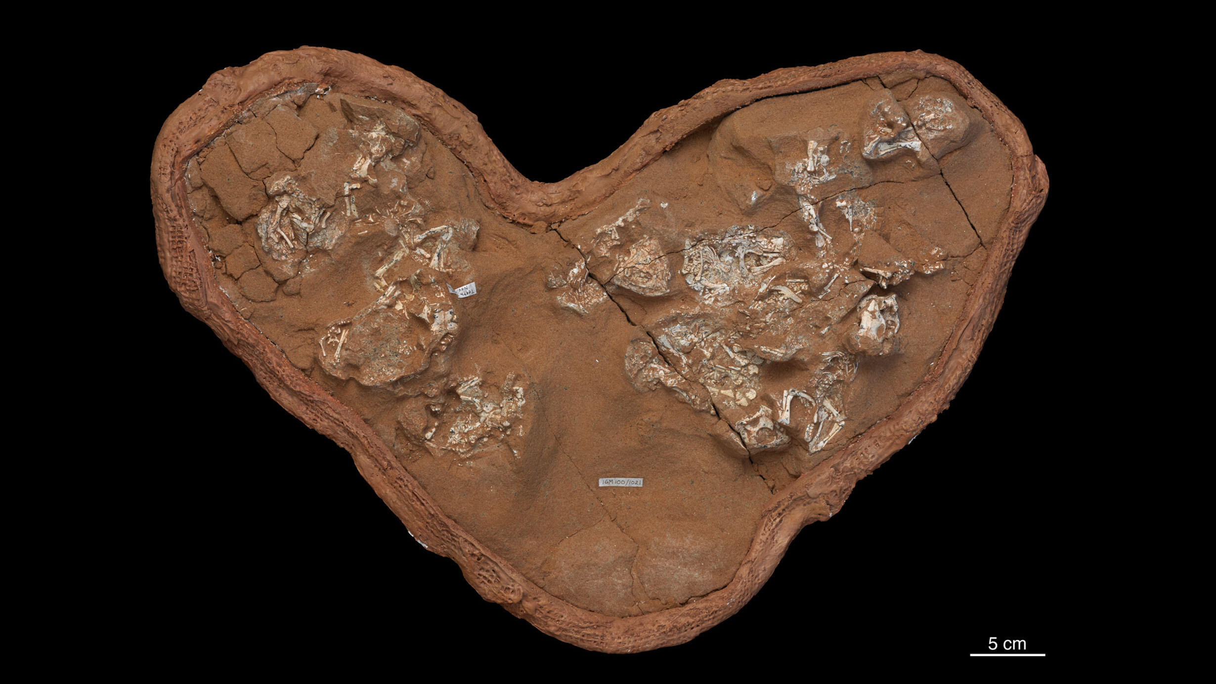 Complete fossilized nest contains dinosaur embryos with a surrounding shell shape.