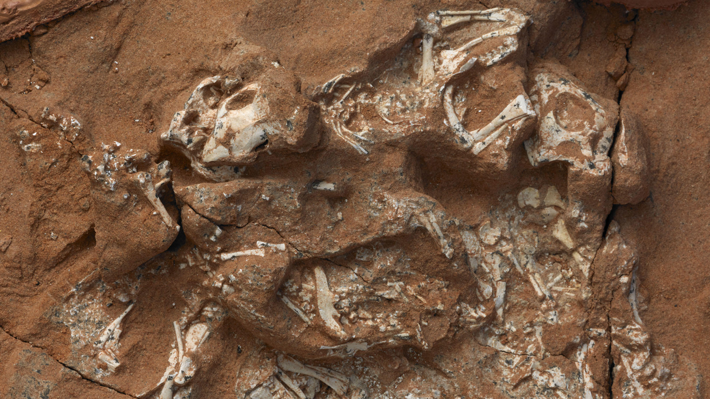 Dinosaur embryos with a surrounding shell shape.