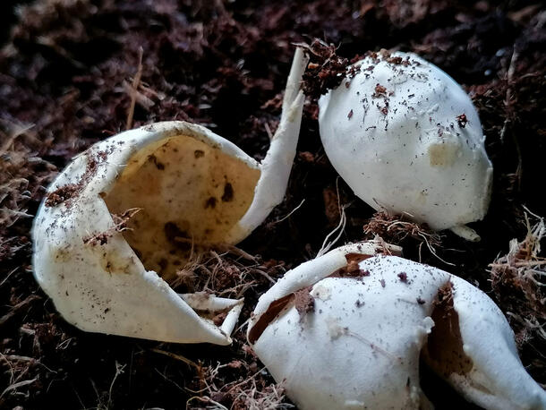 Hatched egg shells have a floppy, leather-like appearance.