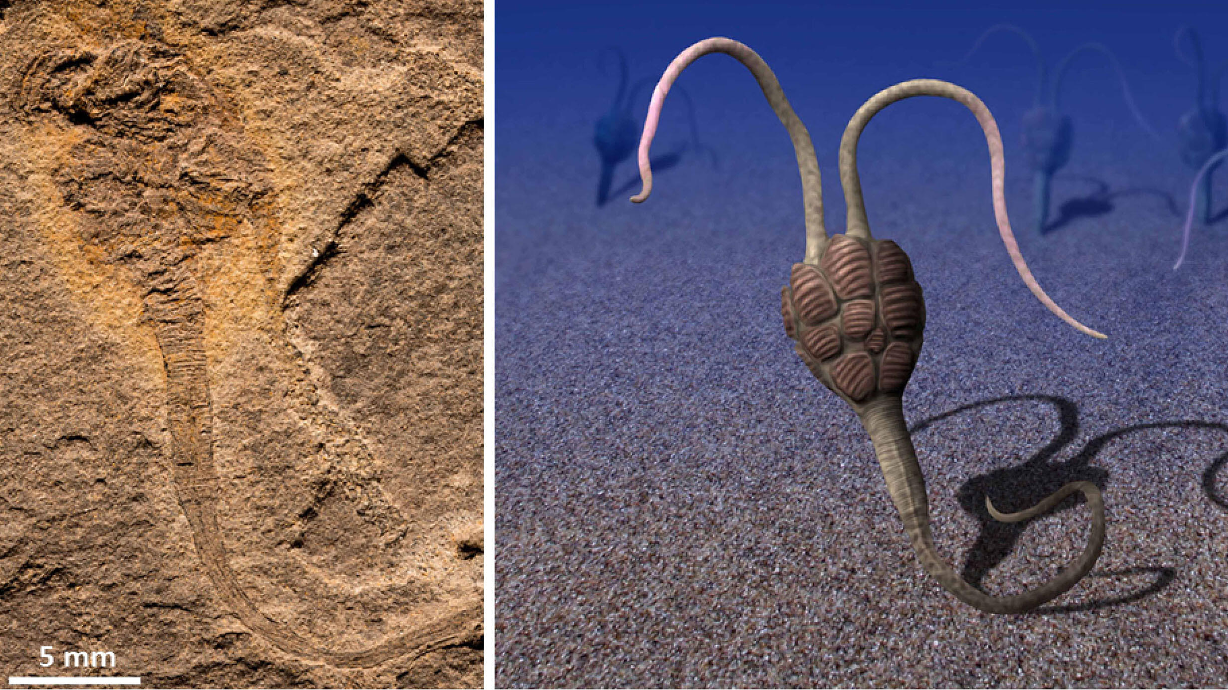 Fossil and life reconstruction of Yanjiahella.