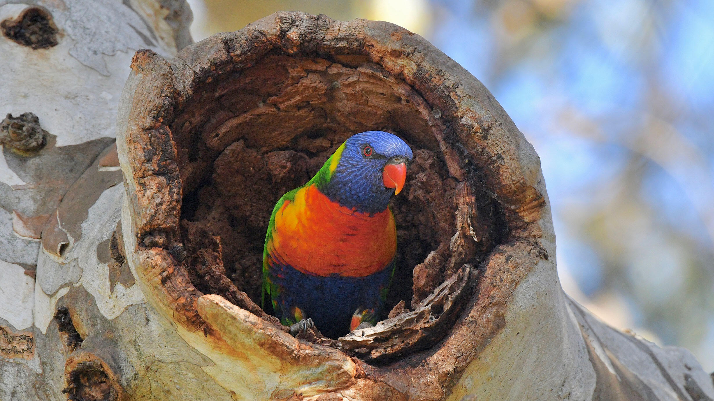 Lorikeet perches inside a hollow branch.