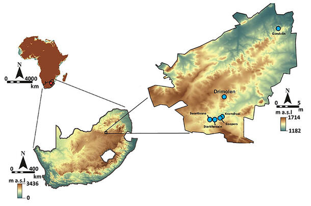 A map indicating the locations of several fossil sites in South Africa, with Swartkrans indicated as southwest of Drimolen.