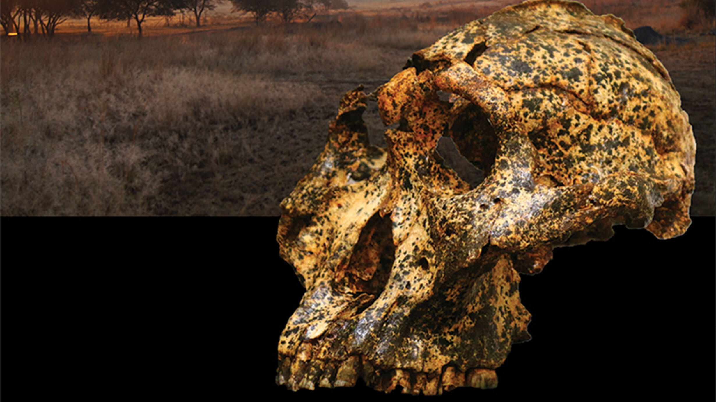 A fossil skull of an extinct human relative is shown against the background of a grasslands.
