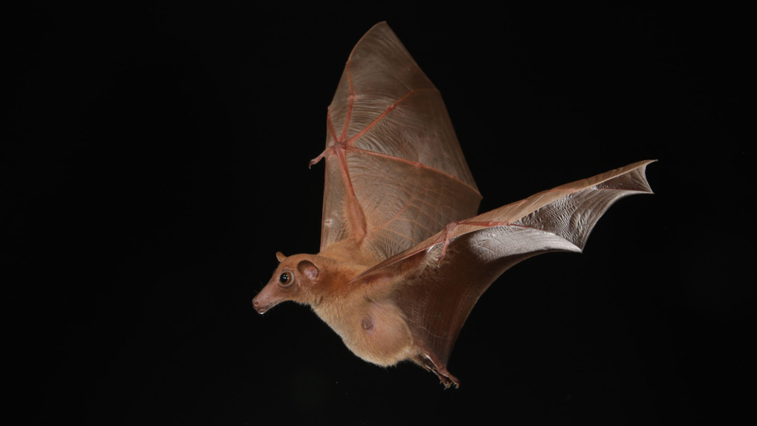 Fruit bat viewed laterally flies through the air.